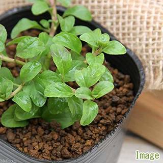 Amazon | charm(チャーム) (観葉植物)ハーブ苗 ミント ペニーロイヤルミント 3号(1ポット) 虫除け植物 | ハーブ (135067)