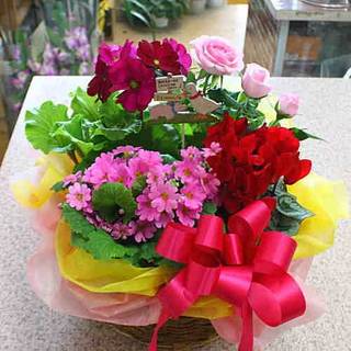 Amazon|季節の鉢植え 寄せ鉢ギフトM 3から4種類の鉢花や観葉植物をかごにおまかせアレンジ お祝い 誕生日プレゼント|鉢花 オンライン通販 (141479)