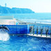 【並ばずに購入できる】新江ノ島水族館 前売り電子チケット(入館)|アソビュー