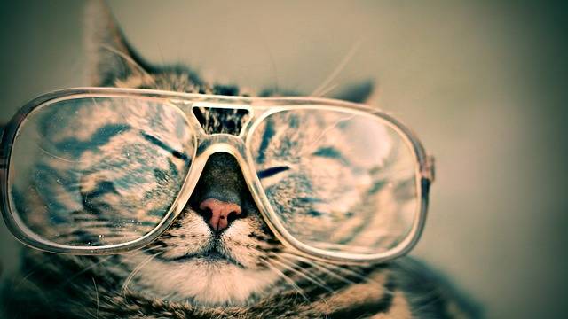Cat Glasses Eyewear - Free photo on Pixabay (4112)