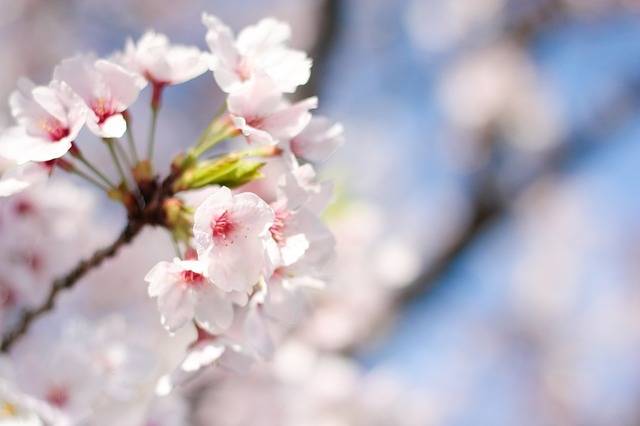 Spring Cherry Blossoms Pink - Free photo on Pixabay (4386)