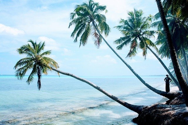 Palm Trees Blue Sky - Free photo on Pixabay (6668)