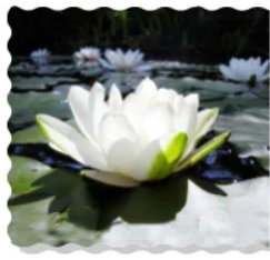 ヴィクトリアレージア　ロクシタン　オー ド ニンファ　フレグランス