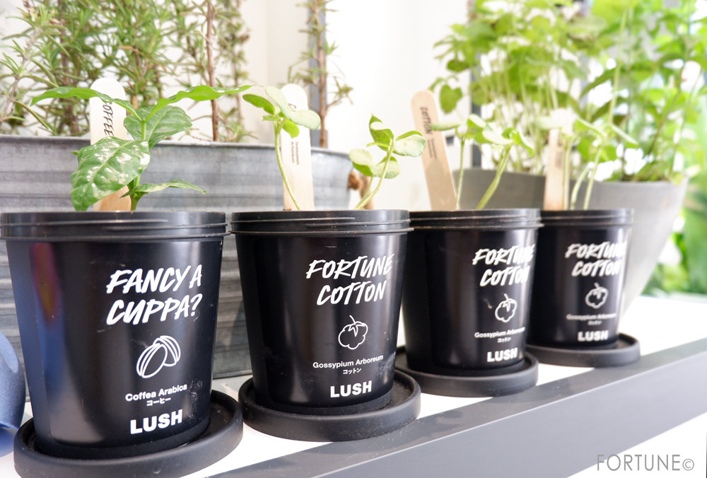 画像：LUSH(ラッシュ)新宿店