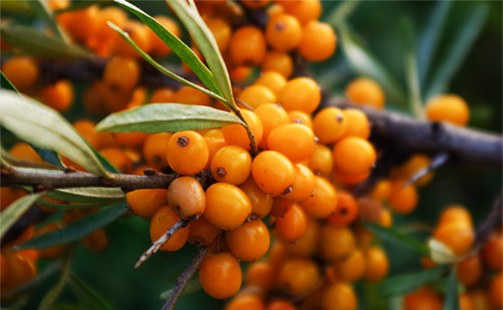 ルルルン クレンジングバーム（アロマタイプ）