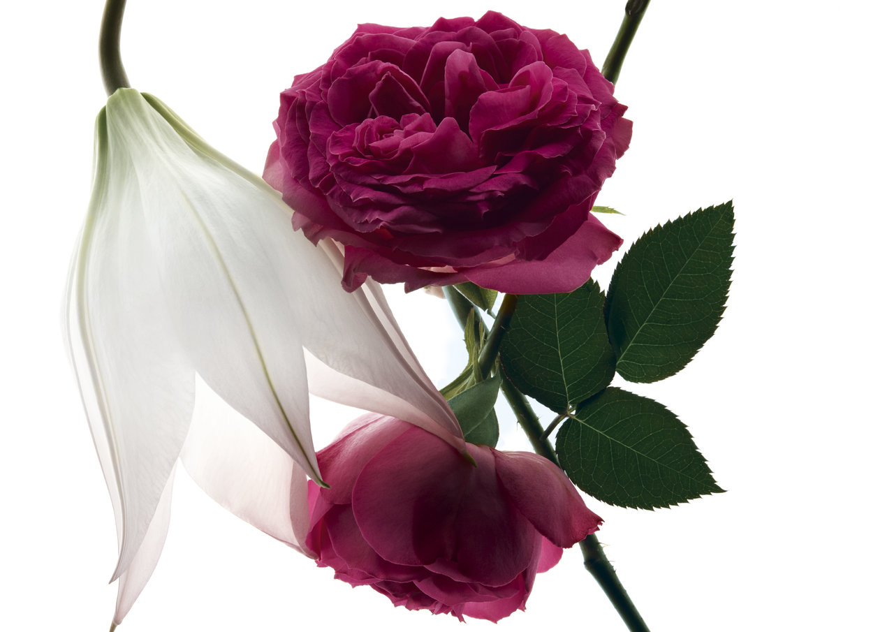 YSL(イヴ・サンローラン)「モン パリ オーデパルファム アンタンス」