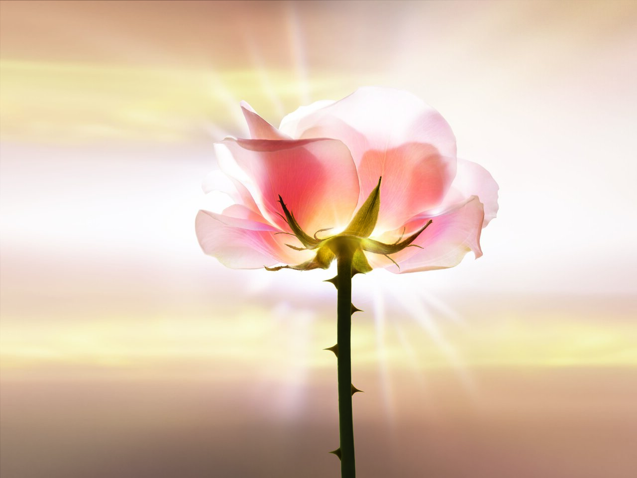 Dior(ディオール)「プレステージ マイクロ ユイル ド ローズ セラム（プレミアム プレ美容液）」