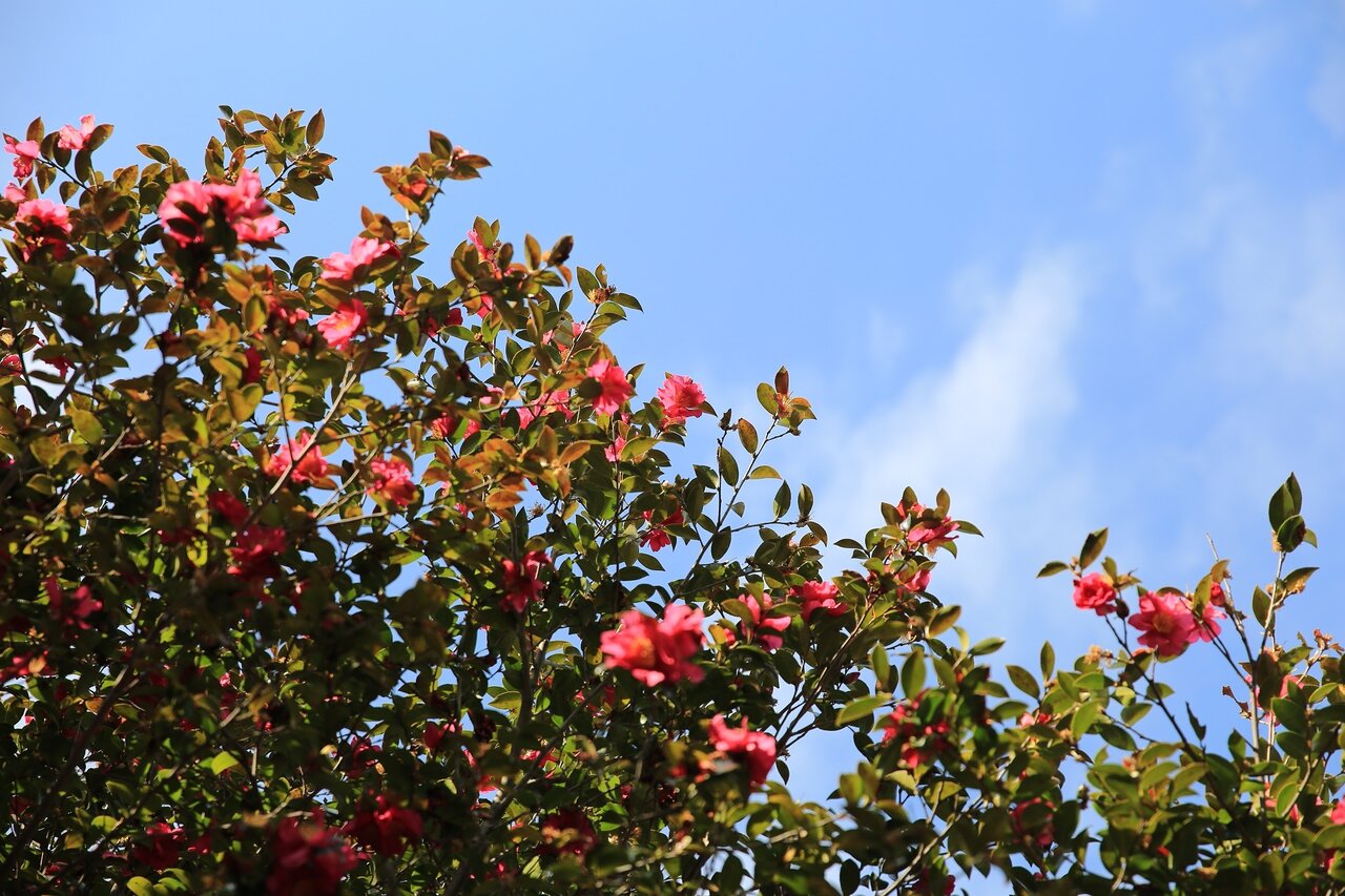 innisfree(イニスフリー) 2021春新作コスメ