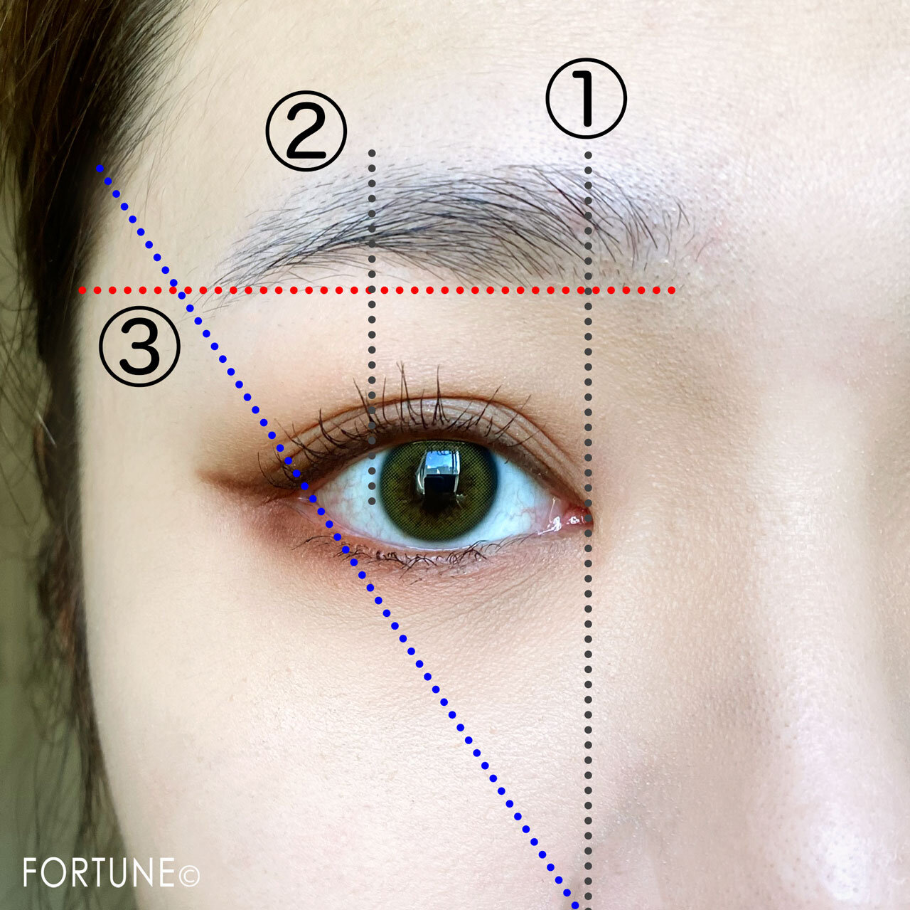 眉の黄金比 プロポーション