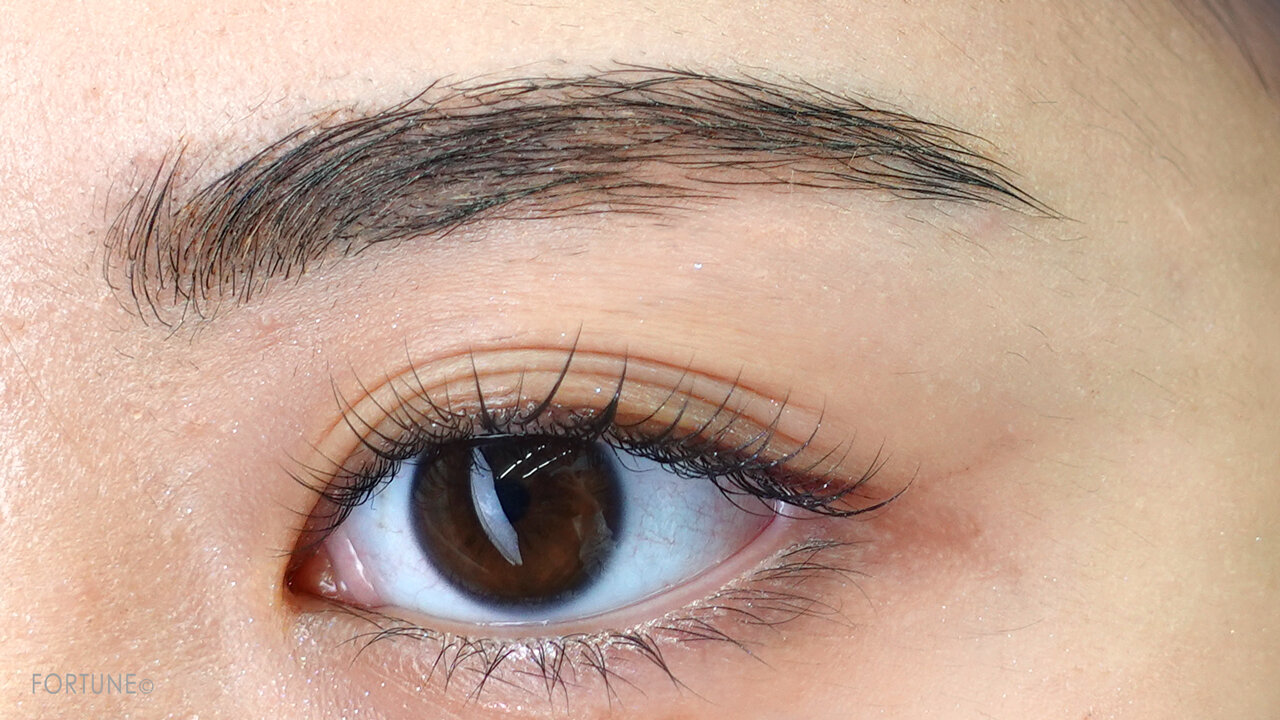 ハード フォーミュラ ハード9 シール ブラウン