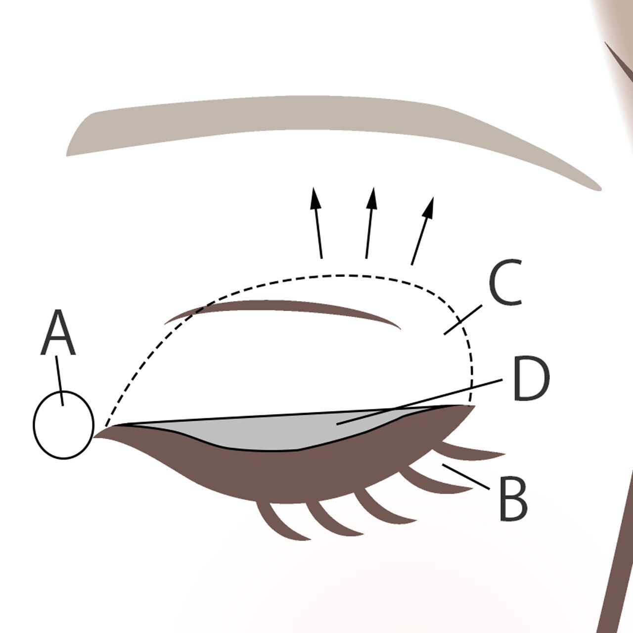 SUQQU（スック）　シグニチャー カラー アイズ　使い方