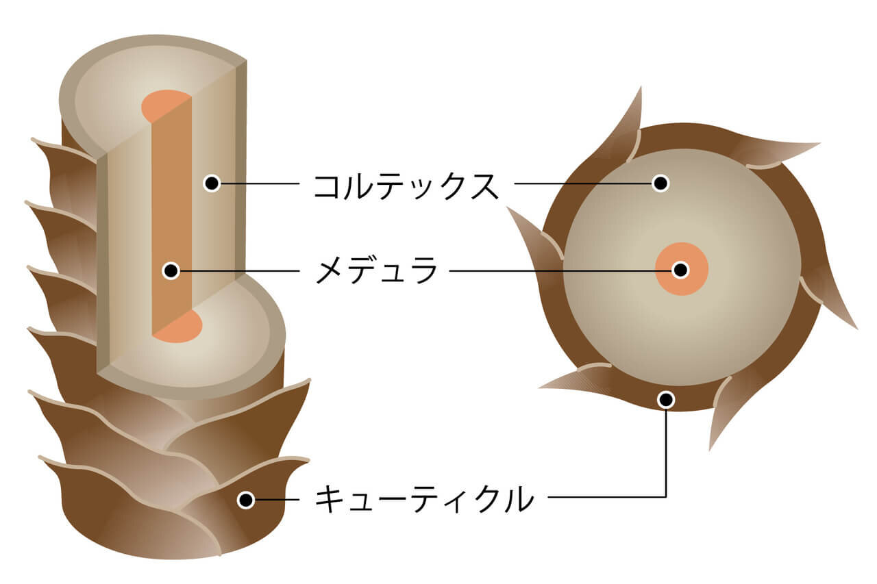 キューティクル