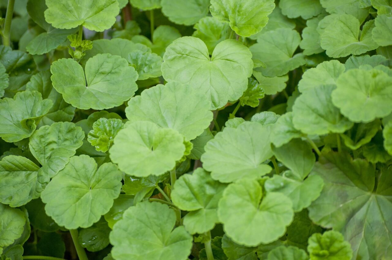 シカ・ツボクサ