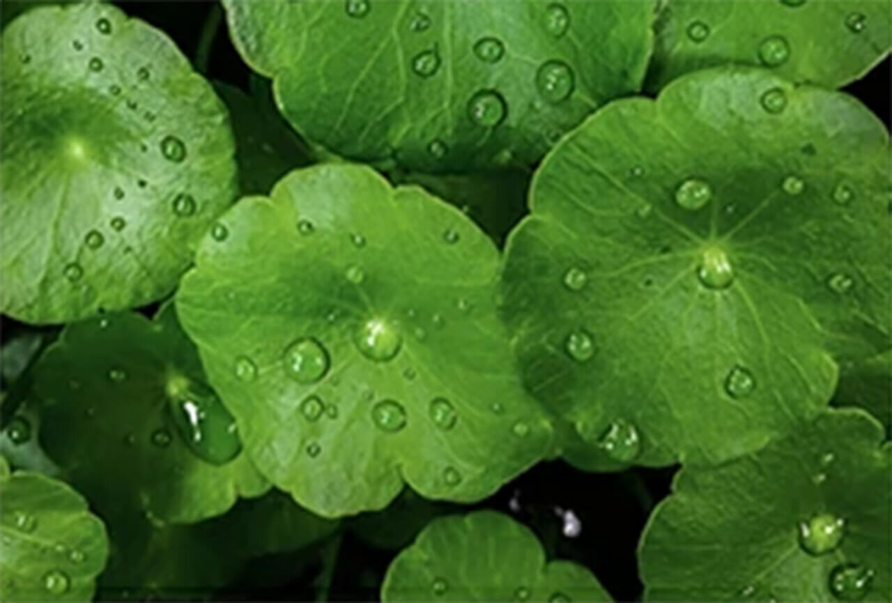 CICA（シカ）とは