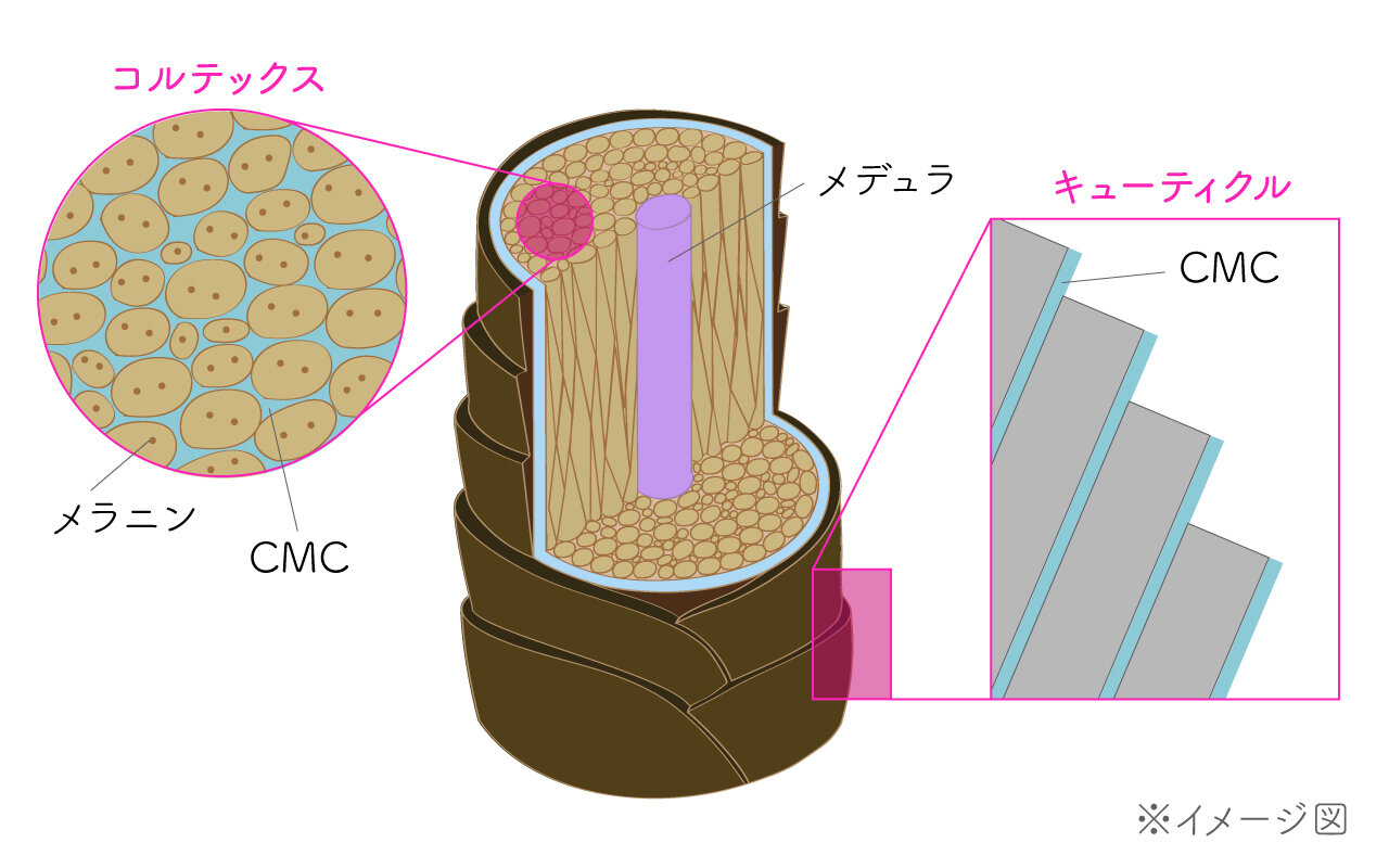 髪の断面イメージ