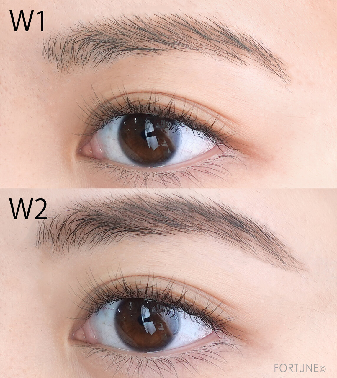 セザンヌ アイブロウワックス＆パウダー　2023年秋新作