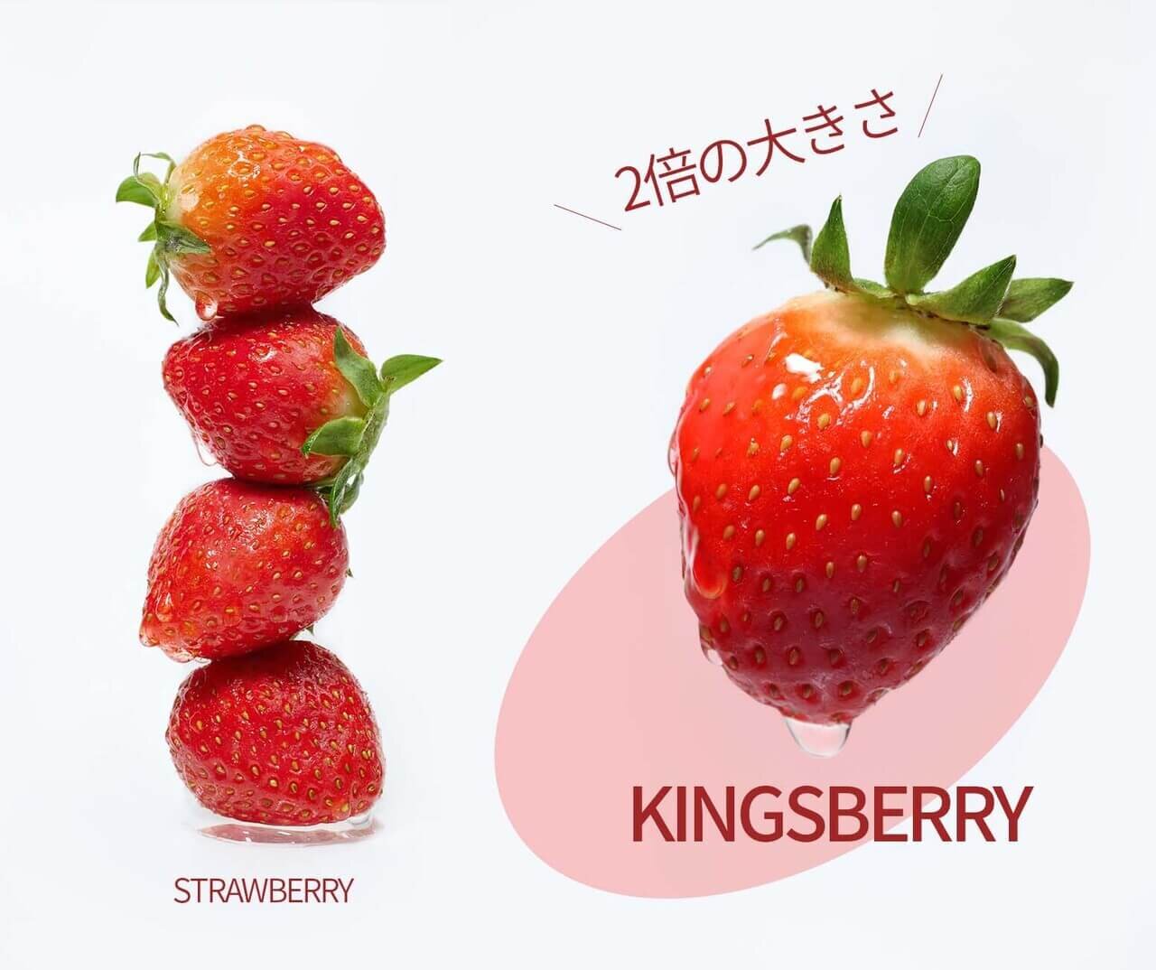 hince（ヒンス）　2025年春新作コスメ　『キングスベリービタナイトクリーム』　『ビタナリッシングリップオイル』