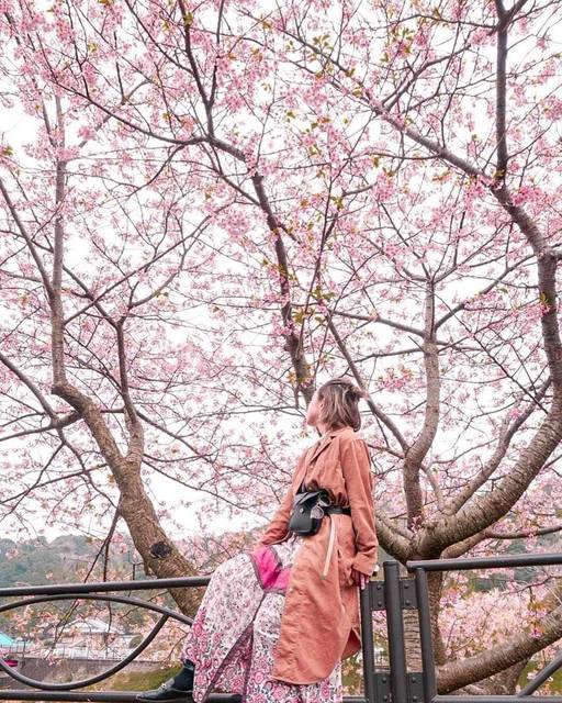 期間限定のピンクスポット!みんな大好き桜の見どころ!