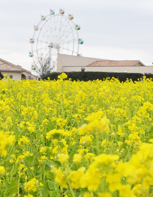 10万本の”菜の花”が見頃!「菜の花まつり」開催中♡
