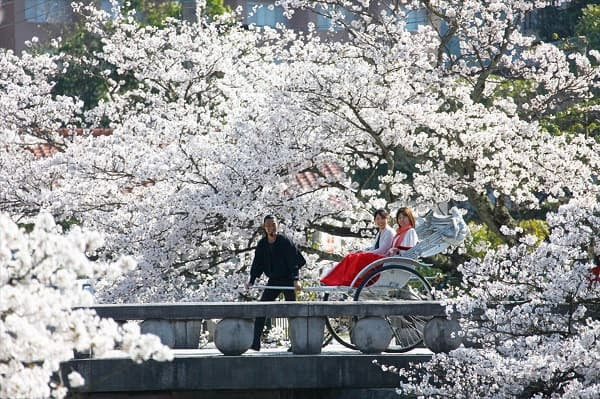 星野リゾート「界」で、”日本の春”を楽しむ「乙な花見旅」♡
