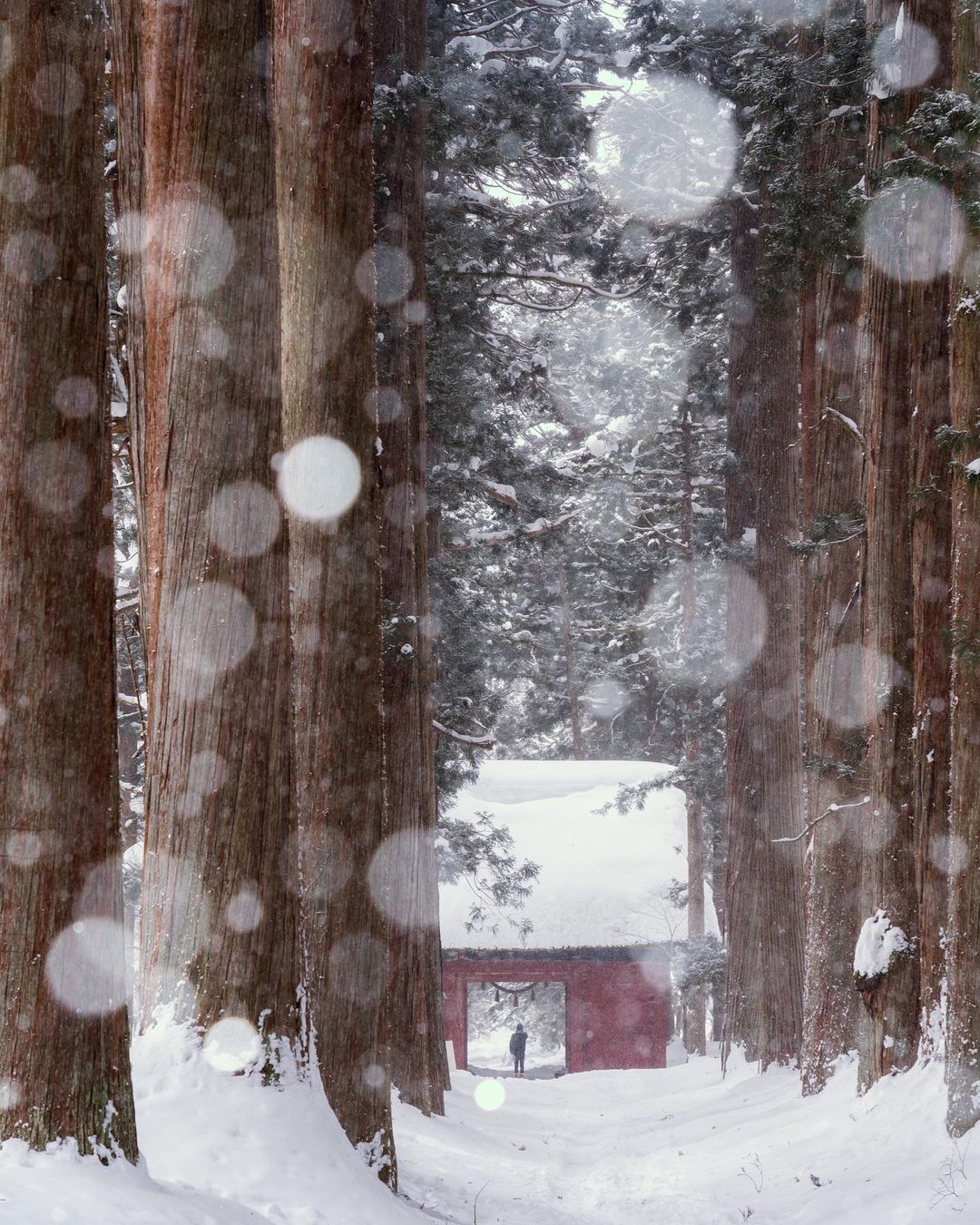 月雪ページ hq720.jpg?sqp=-