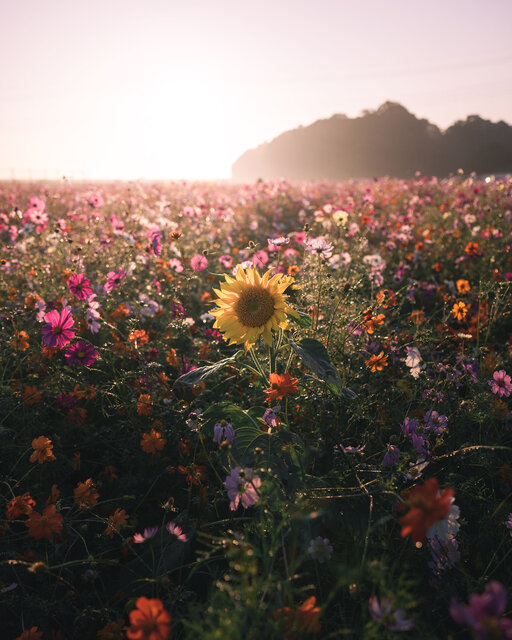 感情を乗せて、風景を写す ゆ～とび