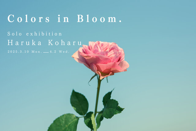 フォトグラファー 小春ハルカの初個展「Colors in Bloom.」が東京 京橋で開催。これまで出会った花たちの、ありのままの美しさを写真に収める