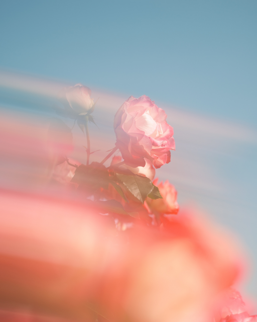 小春ハルカ 写真展「Exhibition｜花と写真と。」が東京 銀座で開催。差し込む光、美しい花の色彩、シャッターを切ったときの気持ち
