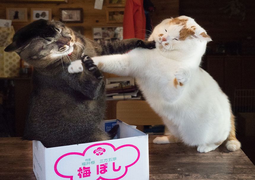仲良くしたい父に容赦なく猫パンチをお見舞いするおなじみのシーンも収録。写真家 MARCOによる初の写真集「メイ先輩」が発売。