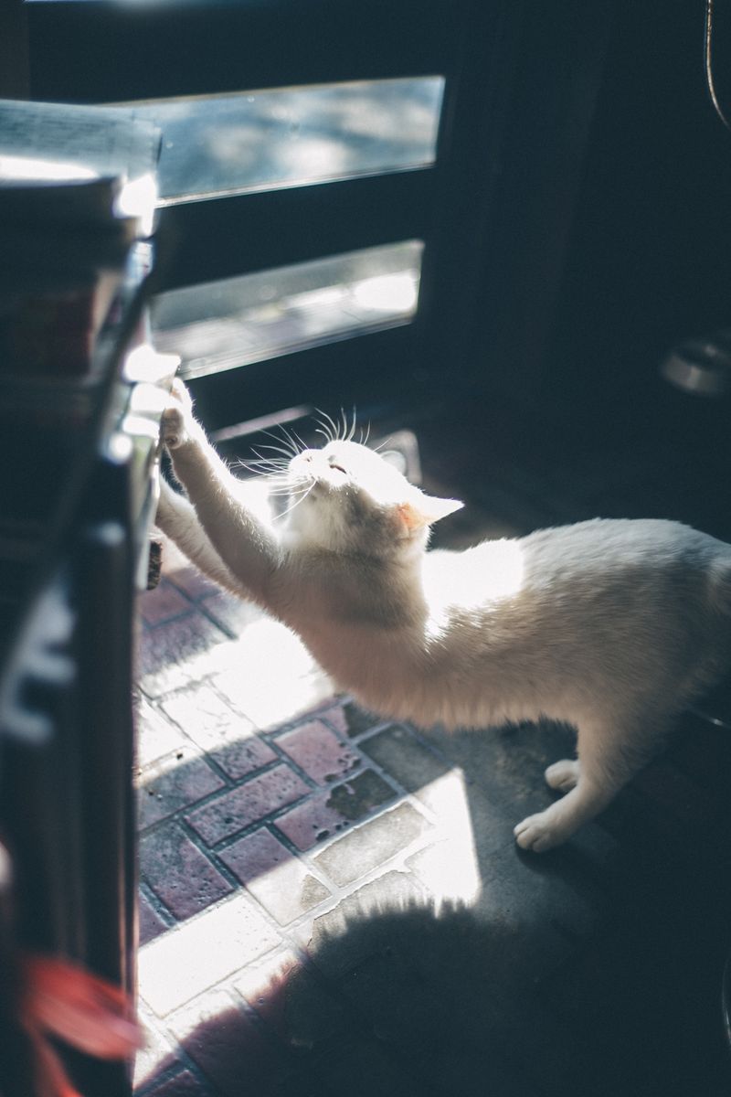 写真家 丹子の初個展「記憶の欠片〜尊い瞬間を拾い集めて〜」がソニーストア銀座で開催。自身が大切にしてきた瞬間たち