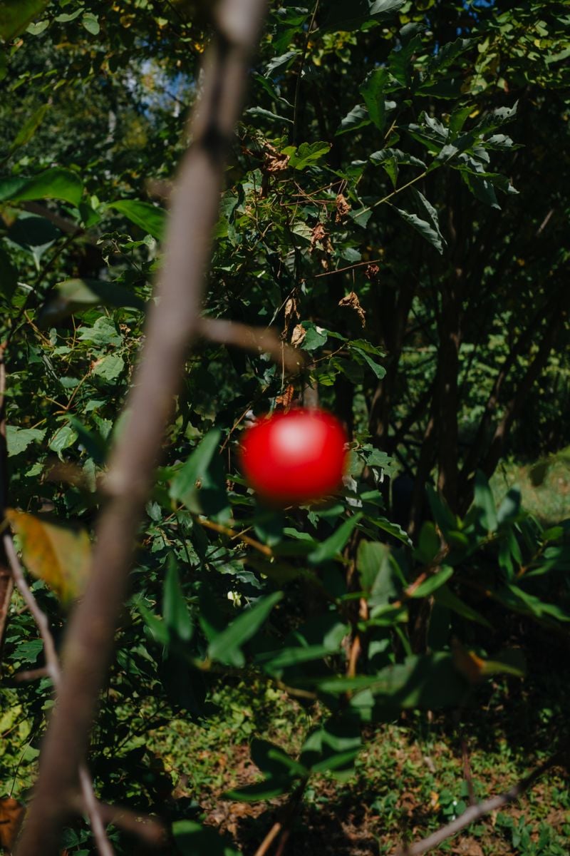 嶌村吉祥丸展 「curated wander - a butterfly flies, a leaf drifts」が原宿のGR SPACE TOKYOにて開催