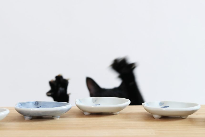 幸せのかたまり 井上知 ｜ 連載 うちのねこ