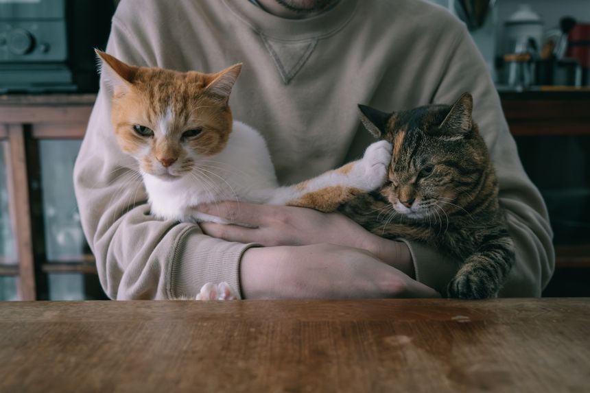 “愛らしさ”と“ユーモア” yomowasa ｜ 連載 うちのねこ