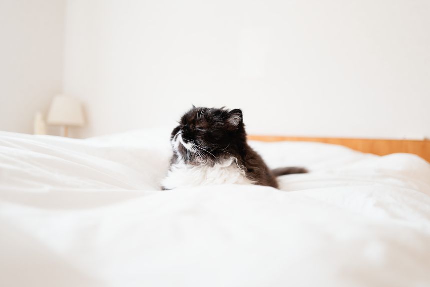 私たちのゆっくりな生活 大段まちこ ｜ 連載 うちのねこ