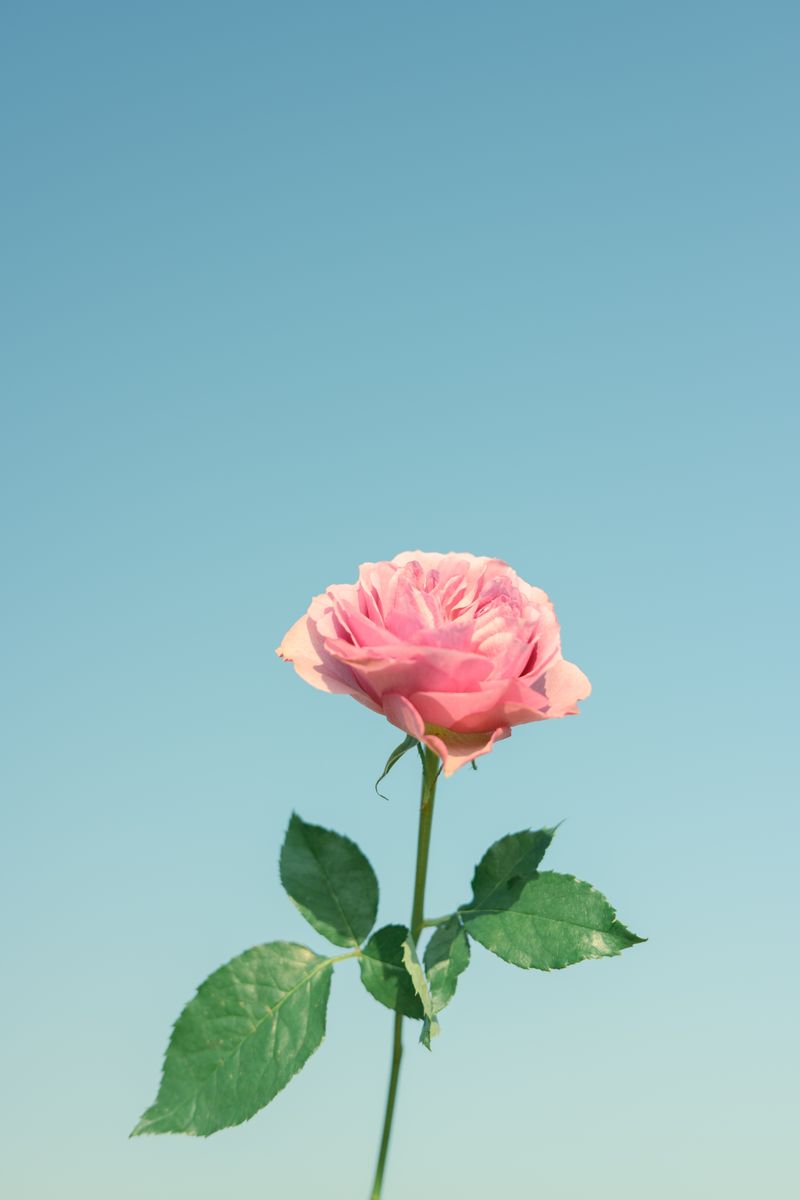 花と歩んだ写真の道 小春ハルカ ｜ 連載 スキをシェアして。SNSから始まる私の履歴書