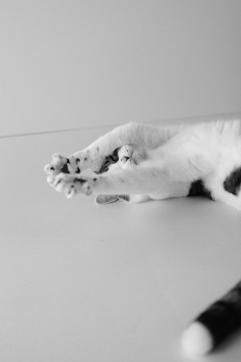 色に恋して。デジタル写真をフィルム風に「FUJIFILM フィルムシミュレーションの魅力」vol.14　井上知（こむぎねこ）