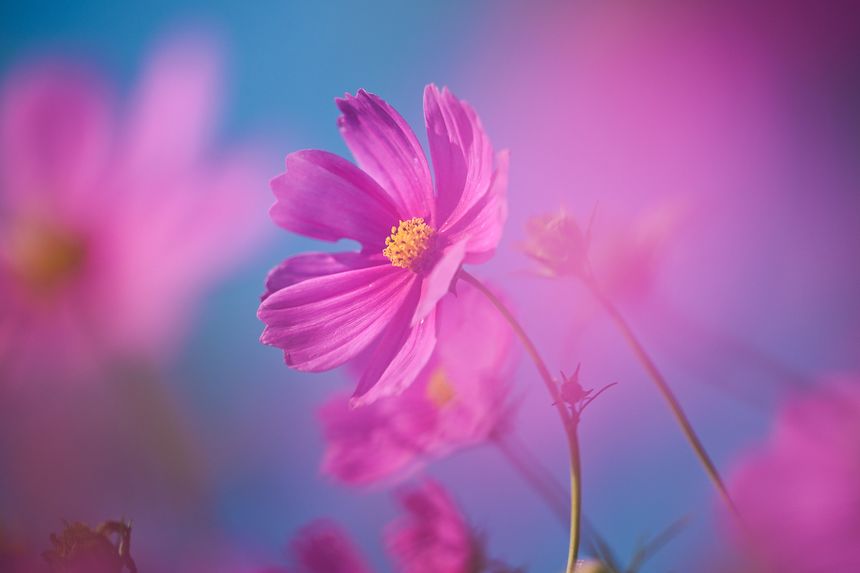 YOUR FOCAL LENGTH／古屋呂敏のFocal Length Vol.27