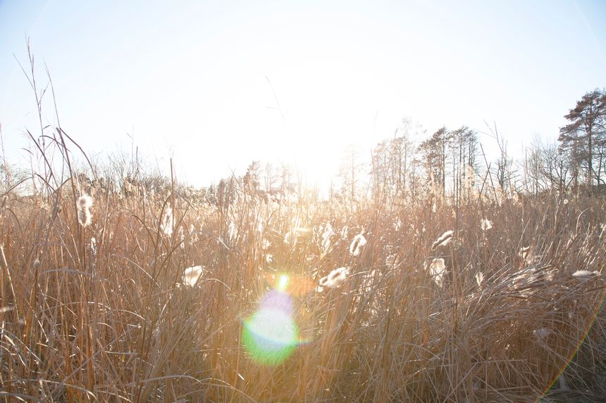 フォトグラファー 徳永彩の写真展「HER WORLD」が東京 恵比寿で開催。16年をともに暮らし、2年前に去っていった愛犬が見つめていた世界を写真でつくりだす