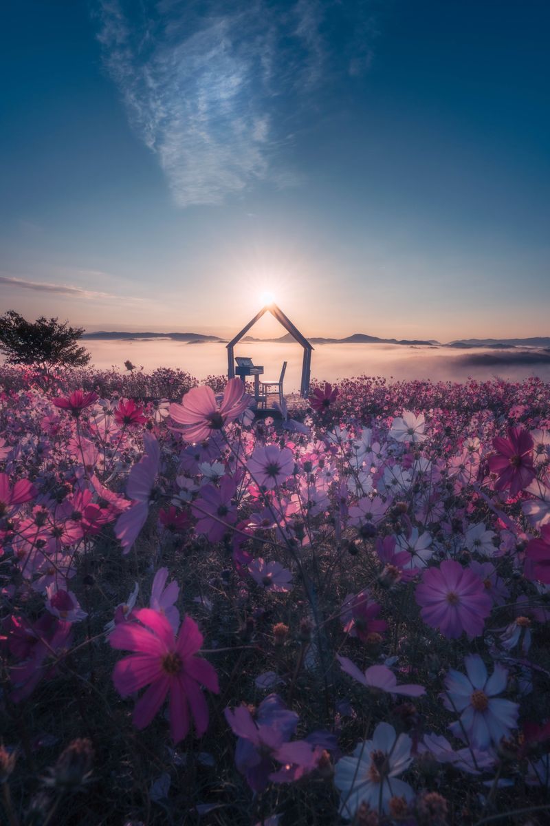 朝陽や夕陽と季節の花を、青をのせて幻想的に ポムの蒼。 ｜ 連載 これが私の“最旬好き”表現 写真を愛する15名のクリエイターが今ハマっていること