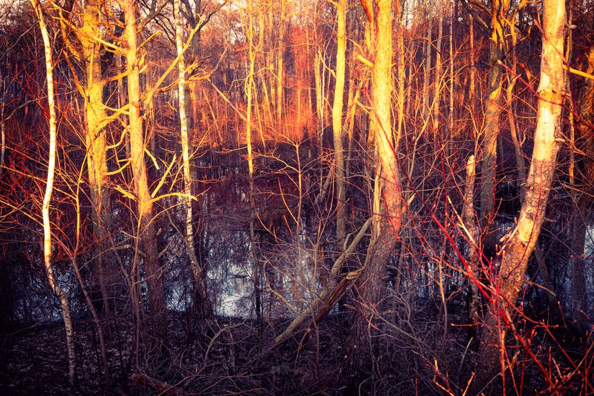 在本彌生 写真展「水は宙を視ている」－チュルリョーニスの仕業－が東京 馬喰町で開催。自然信仰が今も息づくリトアニアの森や湖や空に、チュルリョーニスの面影が重なる