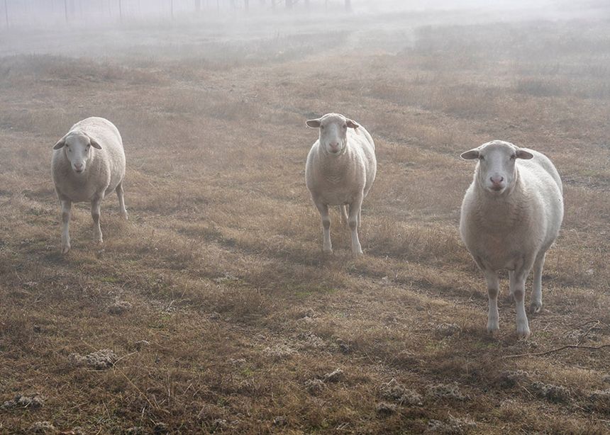 エド・パナール 写真展「Animals That Saw Me」が東京 中野で開催。写真メディアの永遠のテーマ“見る／見られる”の関係性を、思慮深い洞察と独特のユーモアを交えて提示