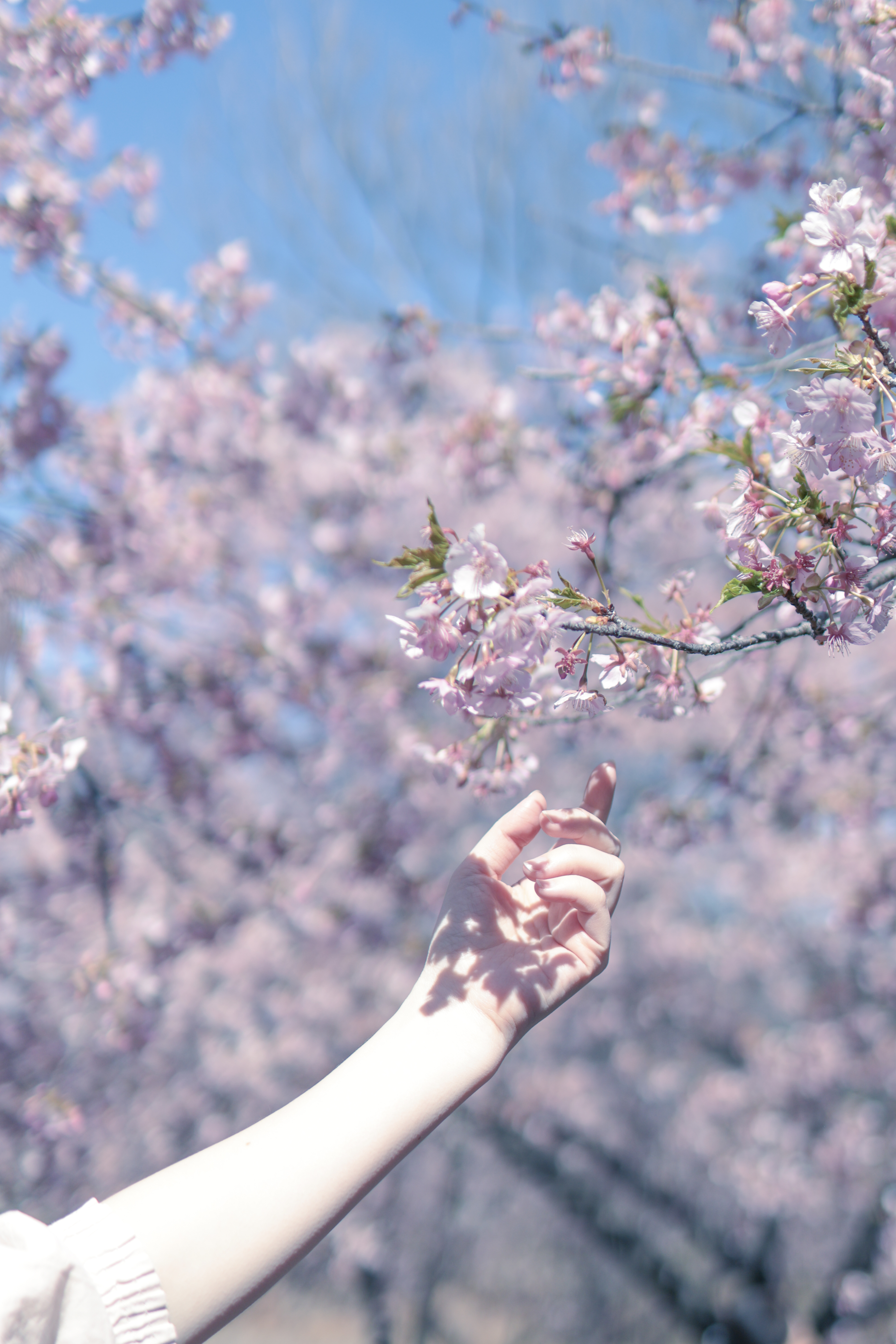 HALF × HALF 今城純　写真集 HALF×HALF / 今城純(Jun Imajo) | bookobscura｜写真集専門書