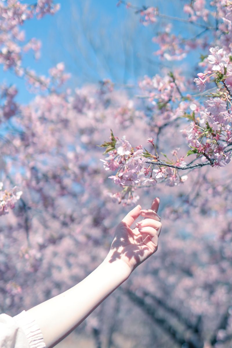 Canonの “色” に導かれて vol.1｜EOS R50 V で透明感のある風景動画を描く by 櫻子