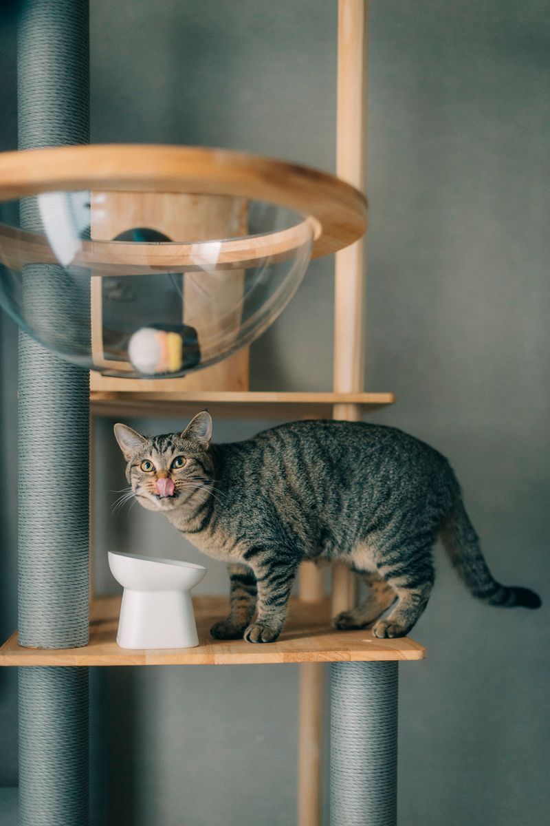 Canonの “色” に導かれて vol.2｜EOS R6 Mark IIIで愛猫との日々を繊細に柔らかく残す by asami