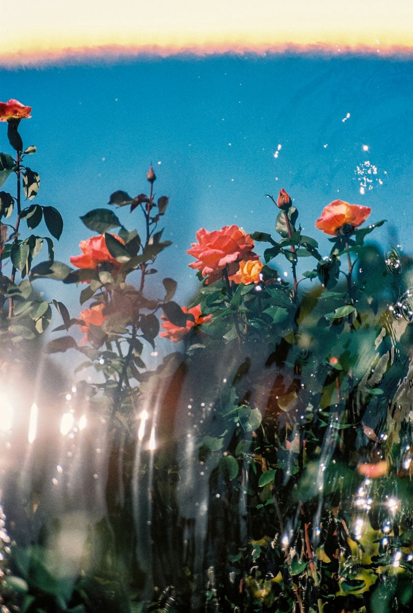 写真家 大矢真梨子の個展「Inner Garden」が京都 御所南で開催。自然界の儚く強靭な生命に自分を照らし合わせながら過去と対峙する