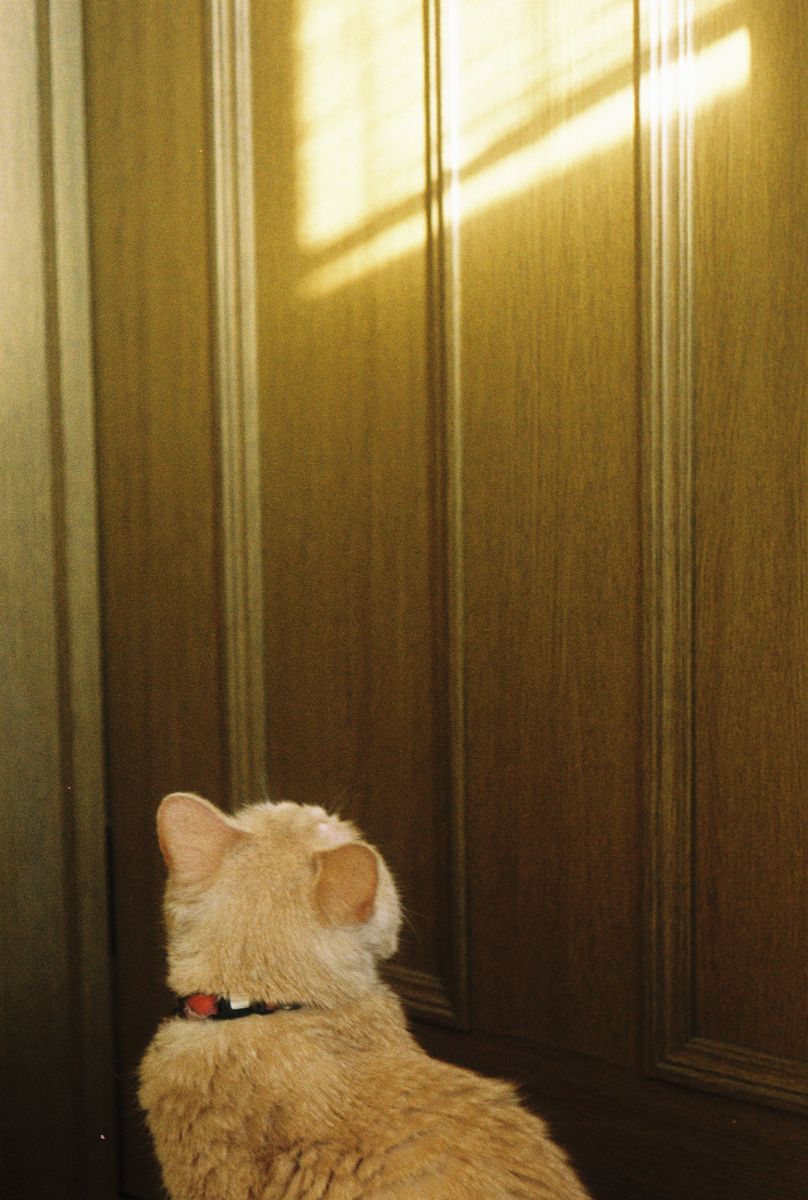 棗涼香 写真展「ブランケット」が東京 高円寺で開催。4匹の愛猫が月に登るまでと、それからの記録。“愛するということとは""みとるということとは"