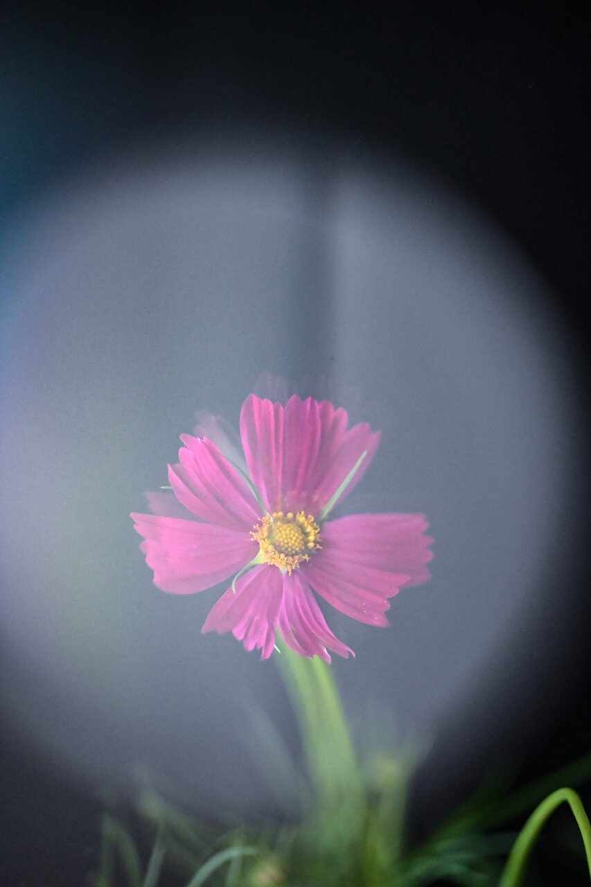 古屋呂敏(ロビン)がNikon Zfで撮影した写真 作例