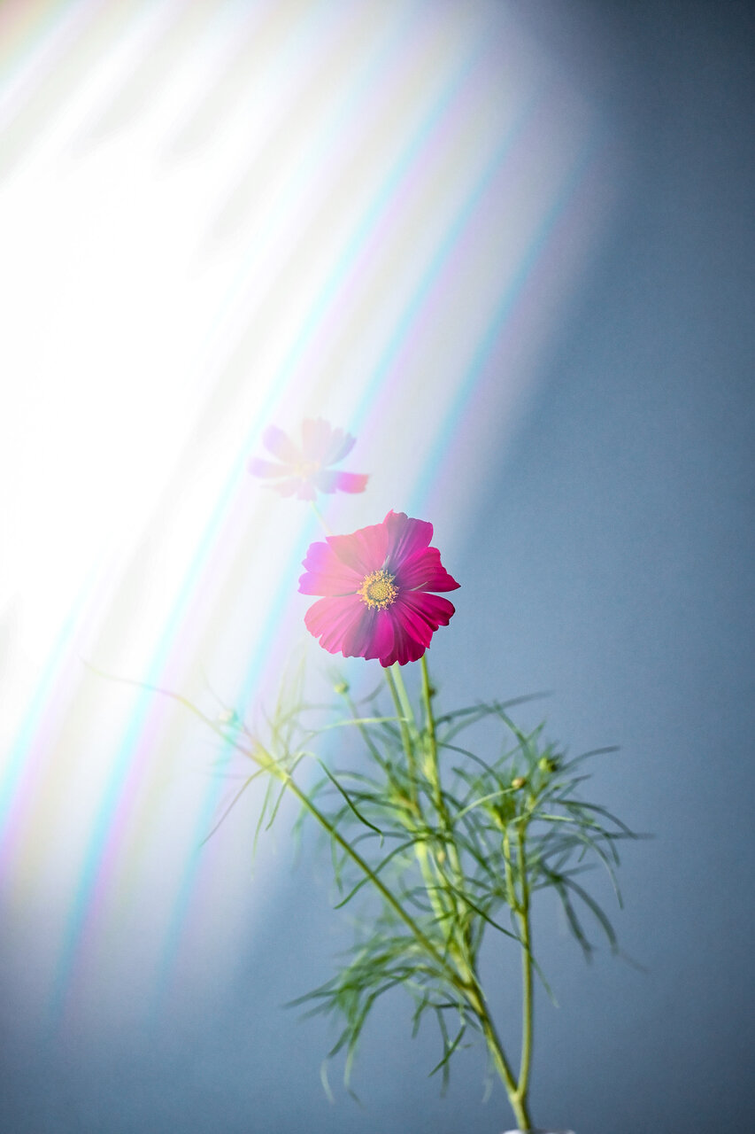 古屋呂敏(ロビン)がNikon Zfで撮影した写真 作例