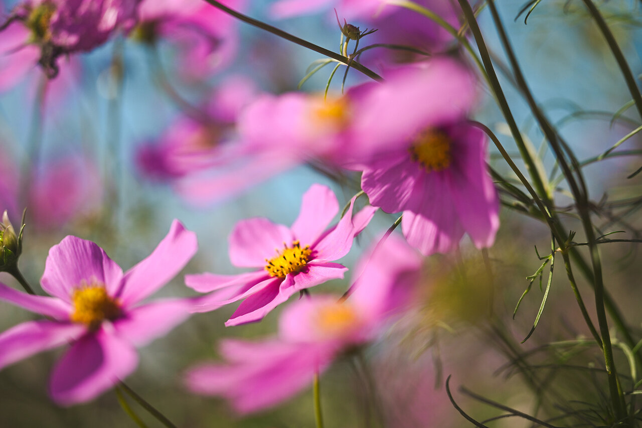 古屋呂敏（ロビン）がNikon Zfで撮影した写真 作例