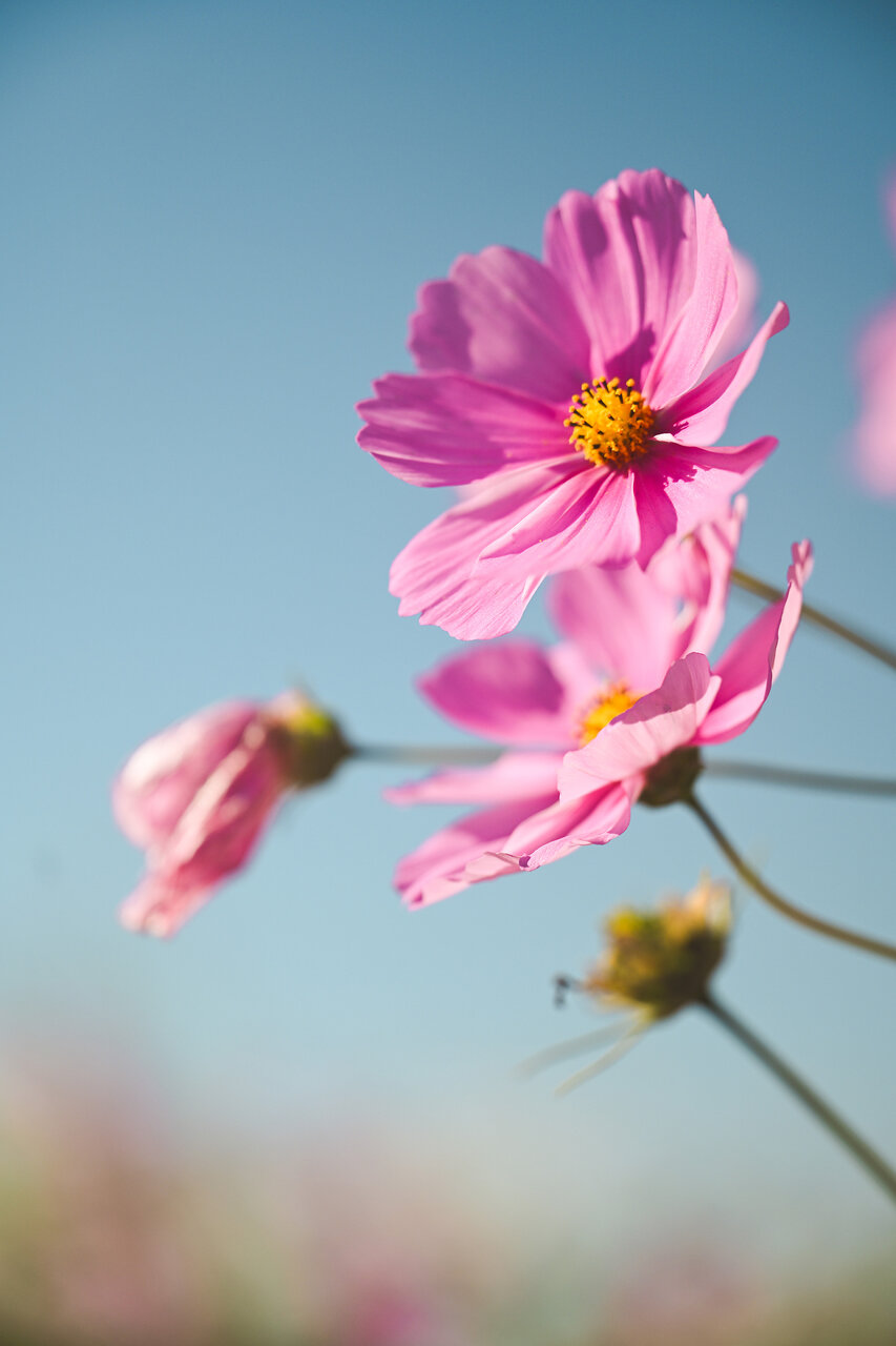 古屋呂敏（ロビン）がNikon Zfで撮影した写真 作例